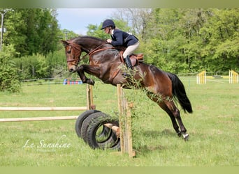 Irlandzki koń sportowy, Klacz, 8 lat, 163 cm, Ciemnogniada