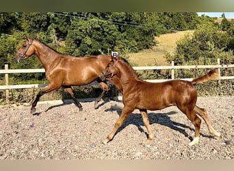 Irlandzki koń sportowy, Klacz, 8 lat, 163 cm, Gniada