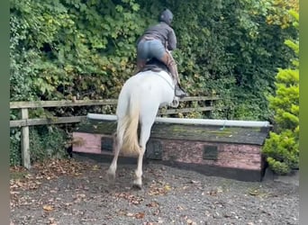 Irlandzki koń sportowy, Klacz, 8 lat, 163 cm, Siwa