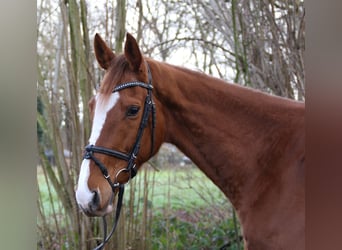 Irlandzki koń sportowy, Klacz, 8 lat, 165 cm, Ciemnokasztanowata