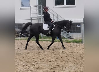 Irlandzki koń sportowy, Klacz, 8 lat, 165 cm, Kara