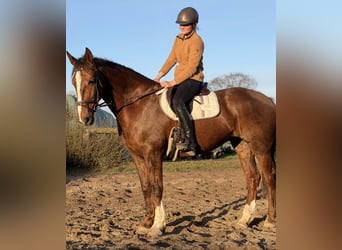 Irlandzki koń sportowy, Klacz, 8 lat, 168 cm, Ciemnokasztanowata