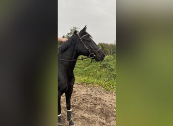 Irlandzki koń sportowy, Klacz, 9 lat, 146 cm, Skarogniada
