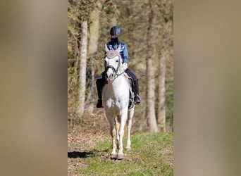 Irlandzki koń sportowy, Klacz, 9 lat, 147 cm, Siwa