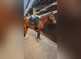 Irlandzki koń sportowy, Klacz, 9 lat, 155 cm, Kasztanowata