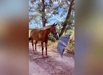 Irlandzki koń sportowy, Klacz, 9 lat, 157 cm, Kasztanowata