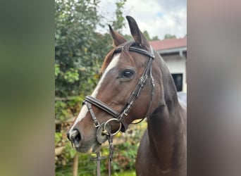 Irlandzki koń sportowy, Klacz, 9 lat, 160 cm, Ciemnogniada