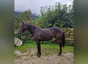 Irlandzki koń sportowy, Klacz, 9 lat, 160 cm, Ciemnogniada