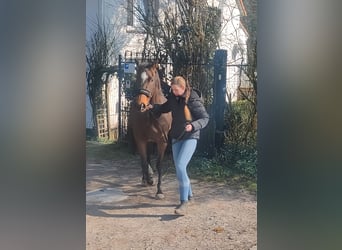 Irlandzki koń sportowy, Klacz, 9 lat, 160 cm, Gniada
