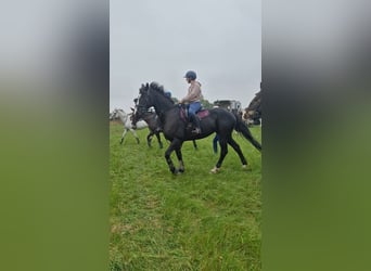 Irlandzki koń sportowy, Klacz, 9 lat, 163 cm, Ciemnogniada