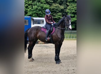 Irlandzki koń sportowy, Klacz, 9 lat, 163 cm, Ciemnogniada