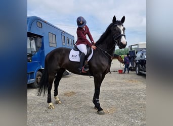 Irlandzki koń sportowy, Klacz, 9 lat, 163 cm, Ciemnogniada