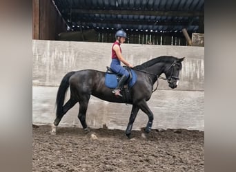 Irlandzki koń sportowy, Klacz, 9 lat, 163 cm, Ciemnogniada