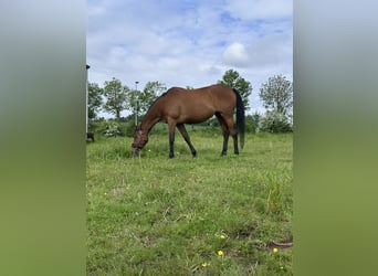 Irlandzki koń sportowy, Klacz, 9 lat, 165 cm, Gniadodereszowata