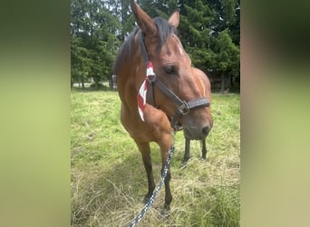 Irlandzki koń sportowy, Klacz, 9 lat, 165 cm, Gniadodereszowata