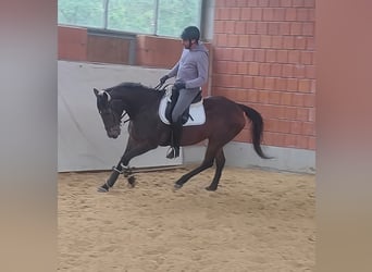 Irlandzki koń sportowy, Ogier, 11 lat, 162 cm, Gniada