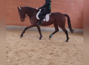 Irlandzki koń sportowy, Ogier, 8 lat, 168 cm, Gniada