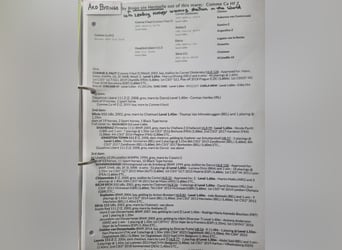 Irlandzki koń sportowy, Ogier, Źrebak (05/2025), 168 cm, Ciemnokasztanowata