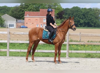 Irlandzki koń sportowy, Wałach, 10 lat, 162 cm, Kasztanowata