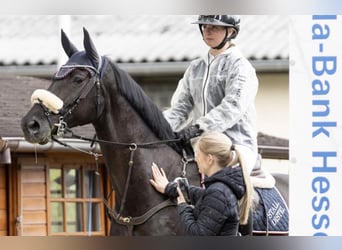 Irlandzki koń sportowy, Wałach, 10 lat, 172 cm, Kara