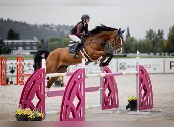 Irlandzki koń sportowy, Wałach, 10 lat, 180 cm, Gniada