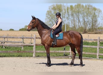 Irlandzki koń sportowy, Wałach, 10 lat, 182 cm, Gniada