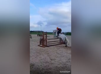 Irlandzki koń sportowy, Wałach, 11 lat, 147 cm, Siwa