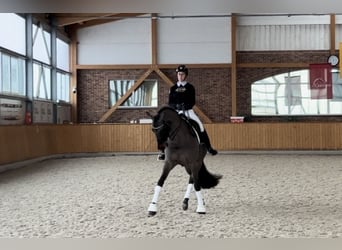 Irlandzki koń sportowy, Wałach, 11 lat, 169 cm, Ciemnogniada