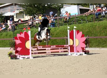 Irlandzki koń sportowy, Wałach, 12 lat, 152 cm, Srokata