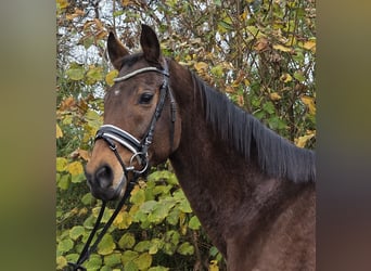 Irlandzki koń sportowy Mix, Wałach, 12 lat, 165 cm, Gniada