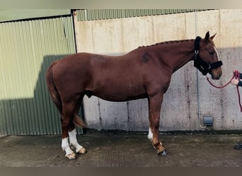 Irlandzki koń sportowy, Wałach, 12 lat, 168 cm, Ciemnokasztanowata