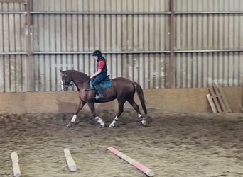 Irlandzki koń sportowy, Wałach, 12 lat, 168 cm, Ciemnokasztanowata