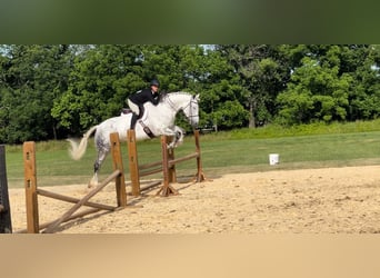 Irlandzki koń sportowy, Wałach, 12 lat, 168 cm, Siwa