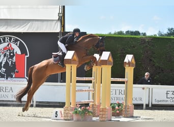 Irlandzki koń sportowy, Wałach, 12 lat, 183 cm, Kasztanowata