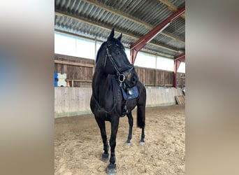 Irlandzki koń sportowy, Wałach, 13 lat, 163 cm, Kara