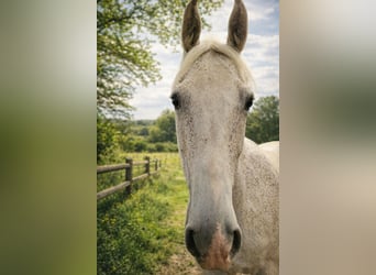Irlandzki koń sportowy, Wałach, 14 lat, 164 cm, Siwa w hreczce