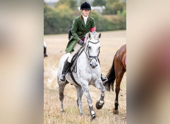 Irlandzki koń sportowy, Wałach, 16 lat, 155 cm, Siwa