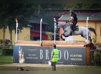 Irlandzki koń sportowy, Wałach, 16 lat, 160 cm, Siwa w hreczce