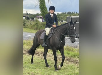 Irlandzki koń sportowy, Wałach, 16 lat, 165 cm, Kara