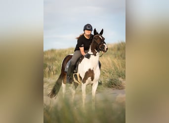 Irlandzki koń sportowy, Wałach, 18 lat, 147 cm, Srokata