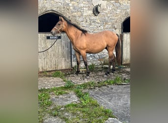 Irlandzki koń sportowy, Wałach, 2 lat, 165 cm, Bułana