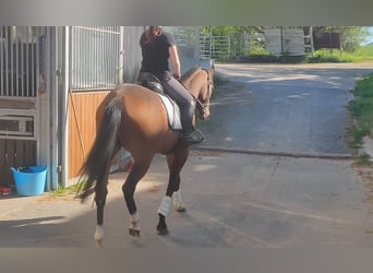 Irlandzki koń sportowy, Wałach, 3 lat, 165 cm, Gniada