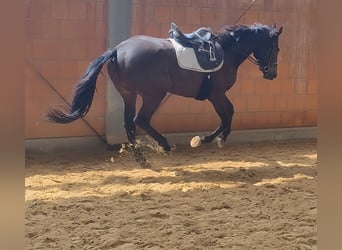 Irlandzki koń sportowy, Wałach, 3 lat, 170 cm, Gniada