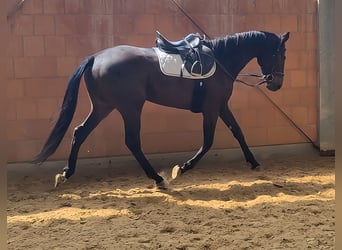 Irlandzki koń sportowy, Wałach, 3 lat, 170 cm, Gniada