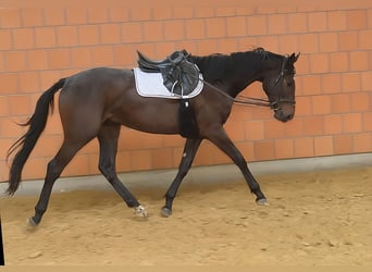 Irlandzki koń sportowy, Wałach, 3 lat, 170 cm, Gniada