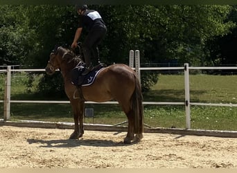 Irlandzki koń sportowy Mix, Wałach, 4 lat, 147 cm, Kasztanowata