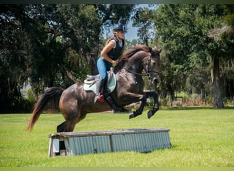 Irlandzki koń sportowy Mix, Wałach, 4 lat, 152 cm, Jelenia