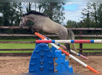 Irlandzki koń sportowy Mix, Wałach, 4 lat, 152 cm, Siwa