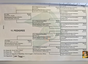 Irlandzki koń sportowy, Wałach, 4 lat, 160 cm, Kasztanowata