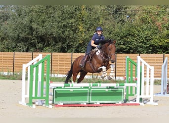 Irlandzki koń sportowy, Wałach, 4 lat, 160 cm, Srokata